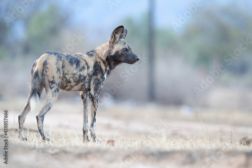 side on Portrait of an African wild dog, Lycaon Pictus, at Mana pools, Zimbabwe photo