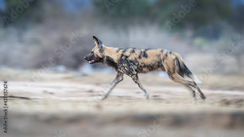 An African wild dog runs, blurred background but sharply focused face in a panning portrait of this endangered hunter, Lycaon Picts photo