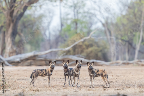 African wild dog (painted wolf) group on a dusty plain at Mana Pools, Zimbabwe, with Albeida trees In the background
