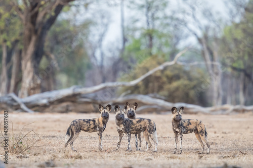 Mana Pools wild dog landscape, with Albeida trees in a soft background, four attentive dogs in the foreground 
