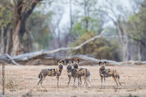 Mana Pools wild dog landscape, with Albeida trees in a soft background, four attentive dogs in the foreground 
 photo
