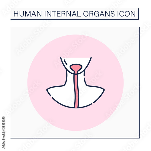 Esophagus color icon. Food pipe or gullet. Connecting throat, pharynx with stomach. Body parts. Human internal organs concept.Isolated vector illustration