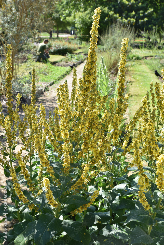 Verbascum lychnitis au jardin au printemps Verbascum lychnitis au jardin au printemps
