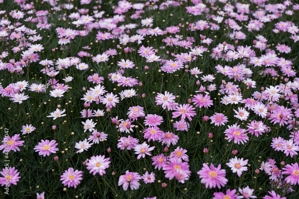 A garden field of beautiful pink African daisy flowers for natural background and abstract of garden outdoor decoration park