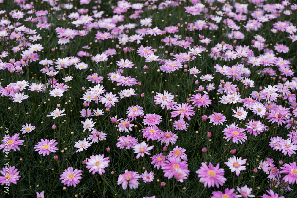 A garden field of beautiful pink African daisy flowers for natural background and abstract of garden outdoor decoration park A garden field of beautiful pink African daisy flowers for natural background and abstract of garden outdoor decoration park