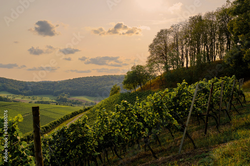 Landschaft und Weinberge rings um den Weinort Castell, Landkreis Kitzingen, Unterfranken, Bayern, Deutschland photo