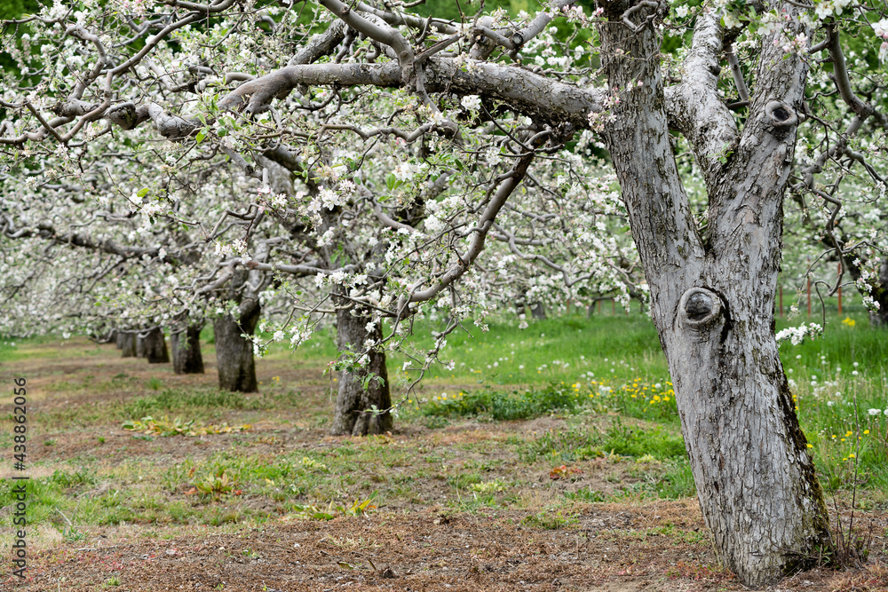 perspective row of blossomed apple trees in fruit orchard perspective row of blossomed apple trees in fruit orchard