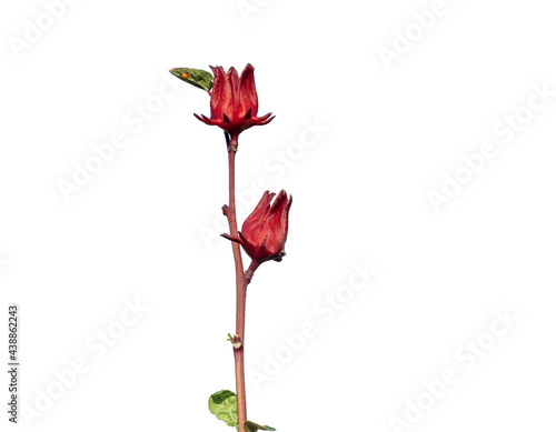 Rosella or Okra on white background File contains clipping path.It is a herb to cure thirst and nourish the blood.