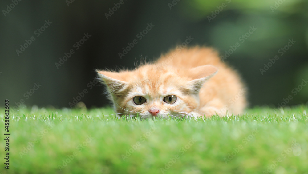one ginger kitten on a green lawn