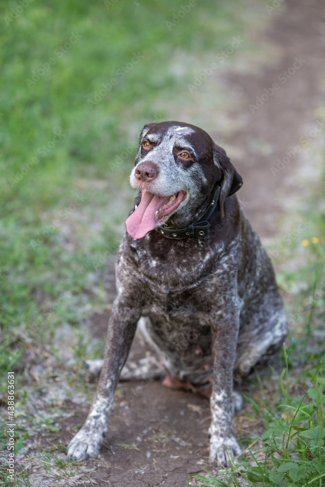 Old shorthaired pointer dog with his tongue hanging out in the grass, the background is blurred