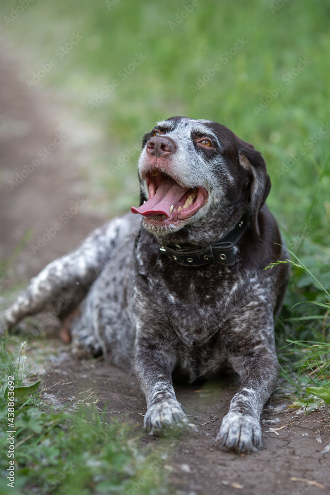 Old shorthaired pointer dog with his tongue hanging out in the grass, the background is blurred