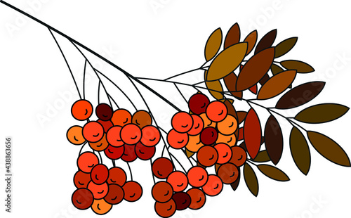 Red rowan berry mountain ash berries beautiful delicate autumn season flat vector