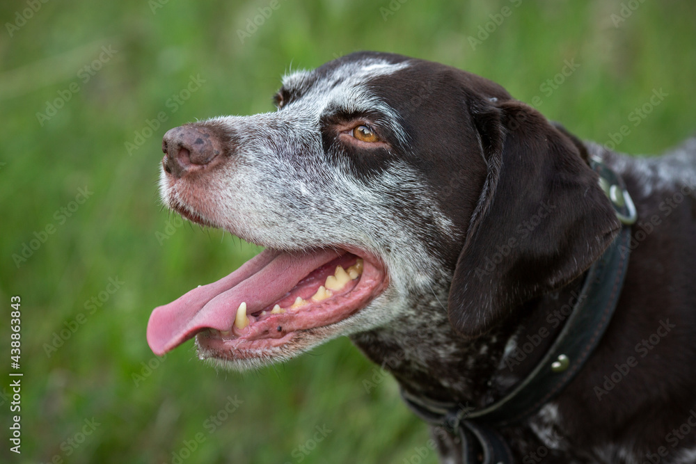 Head of an old shorthaired pointer breed dog with protruding tongue close-up