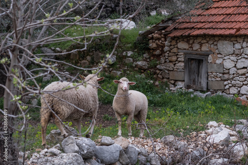 Two sheep stand near a stone barn