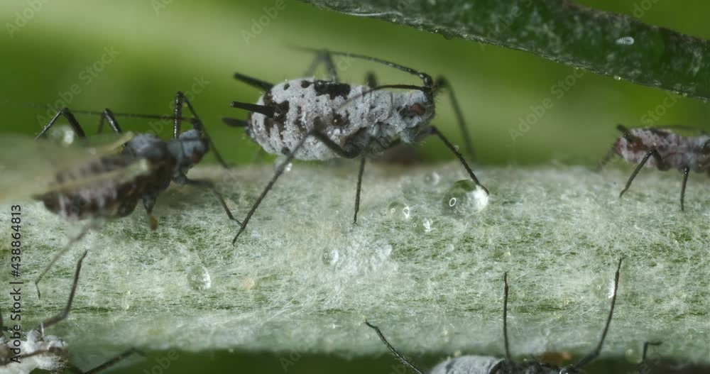 Close up aphids. Parasites on the stem of a Mediterranean plant leaf ...