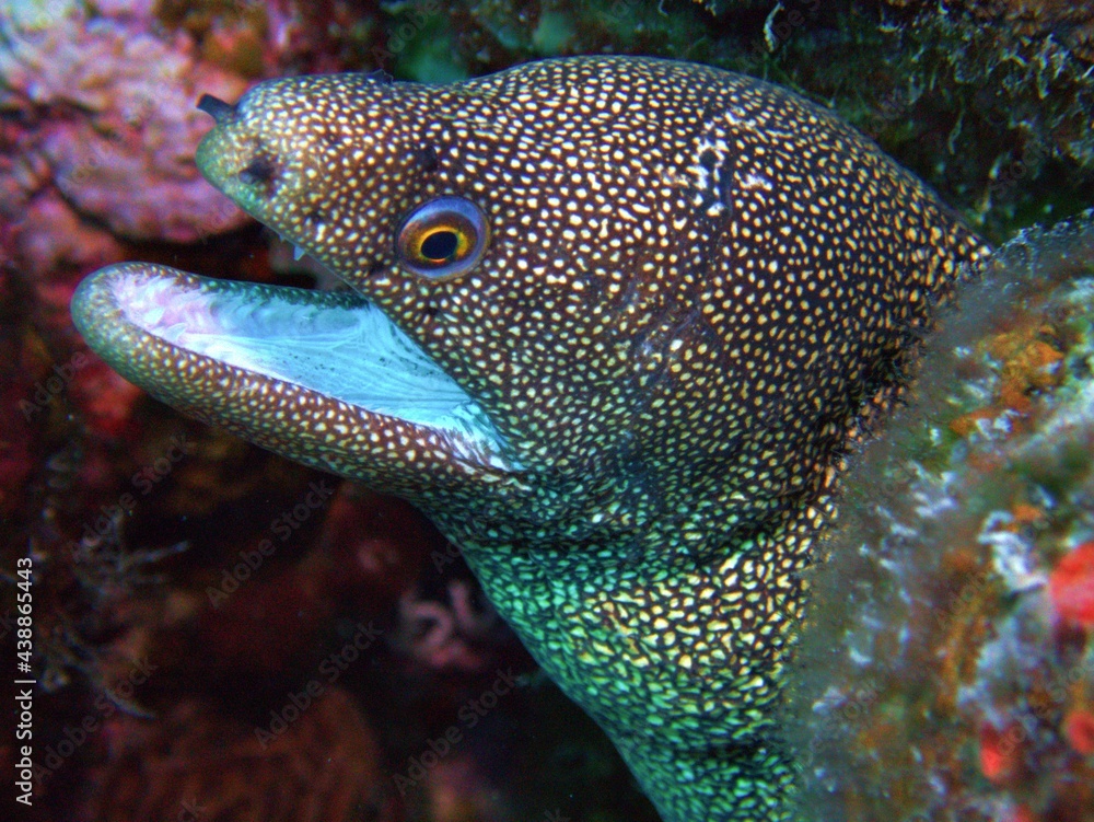 Goldentail Moray Eel on the Reef Goldentail Moray Eel on the Reef