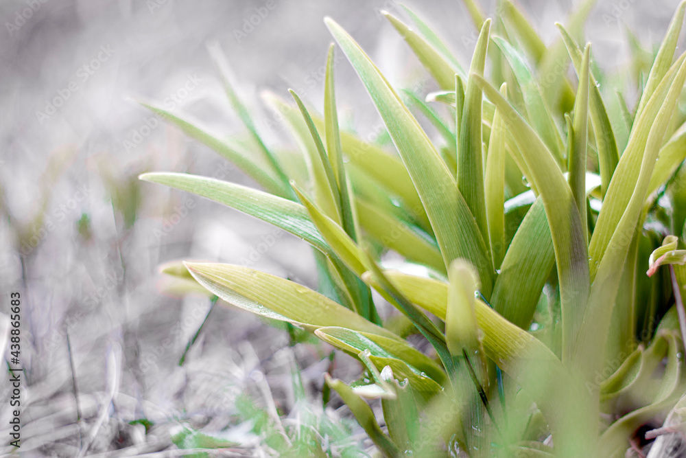 Obraz premium Young green grass close-up. Fresh juicy green grass background. Nature abstract background. Selective focus.