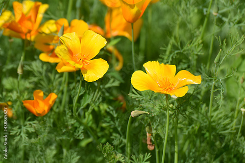 Close up of California golden poppy flowers