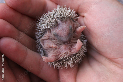 Four-toed hedgehog baby on the palm of a hand. It is of the species Atelerix albiventris photo