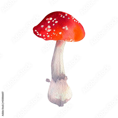 Watercolor Amanita Mushrooms. Isolated On White Backgrounds. Botanical illustration.