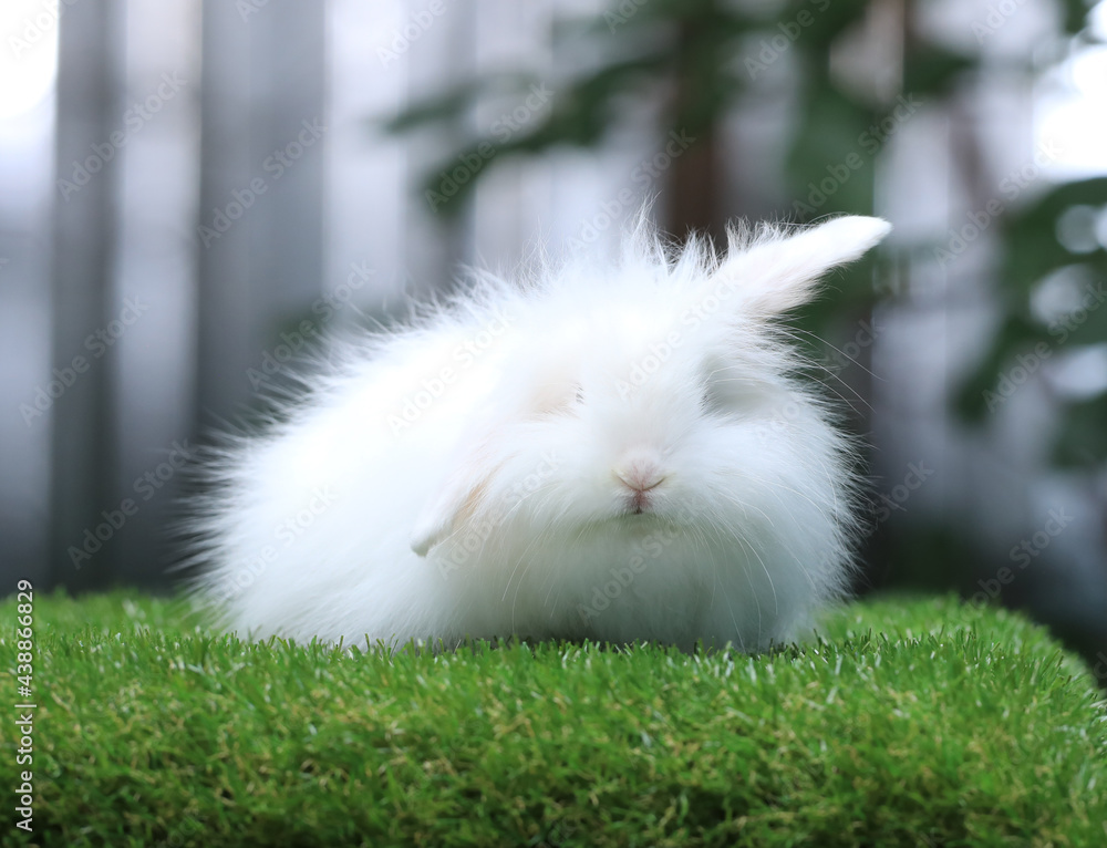 white fluffy rabbit on a green lawn white fluffy rabbit on a green lawn