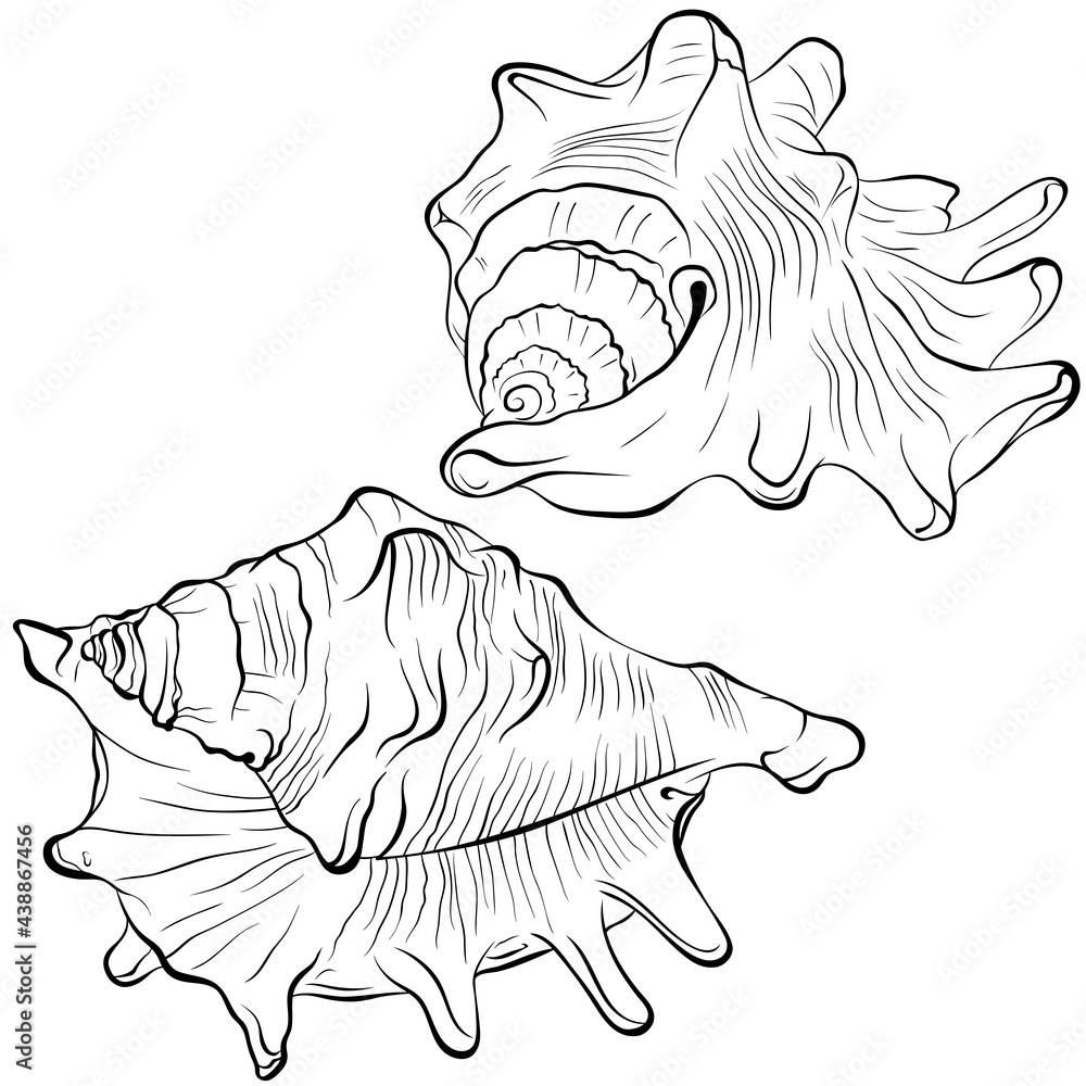 Spiked seashell arbitrary shape from different angles. Vector hand drawn line art illustration isolated on white. Elements for design seafood shop or menu, decor, label. Suitable for coloring book