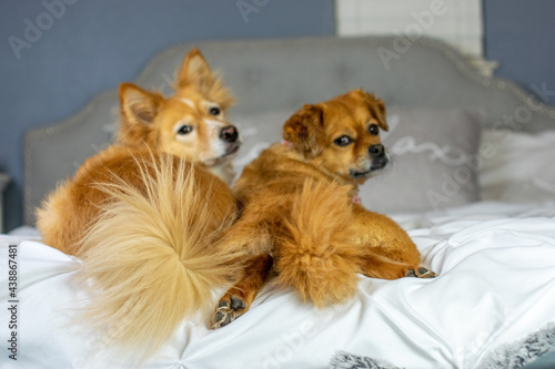 Two cute dogs and their tails