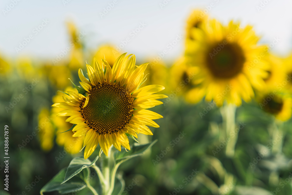 Obraz premium Girasoles abiertos en campo abierto con el sol al atardecer en un campo de andalucia