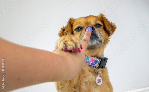 Cute dog holding owner's hand and finger