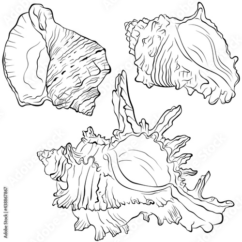Set of three marine spiked shells of various spiral shapes. Vector hand drawn line art illustration isolated on white. Elements for design seafood shop or menu decor, label. Suitable for coloring book