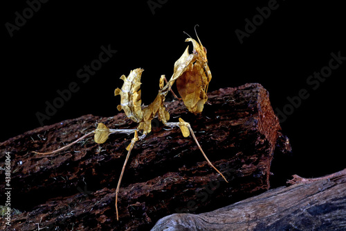 Idolomantis diabolica on black background, devils flower mantis photo