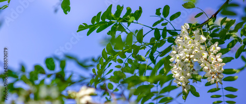 Foto Panorama of honey acacia blossoms, a tree with fragrant flowers rich in nectar, an apiary bee and flowers with honey
