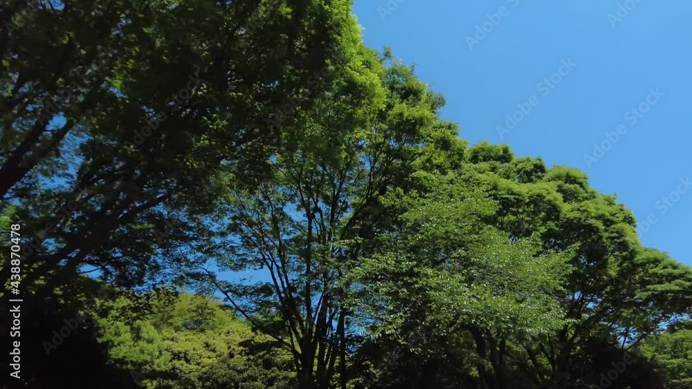 東京ドライブ車窓 代々木公園通り 木々の緑 青空 サイド 東京ドライブ車窓 代々木公園通り 木々の緑 青空 サイド