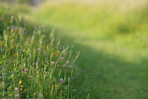 Gras im Sonnenlicht bei abendlicher Stimmung