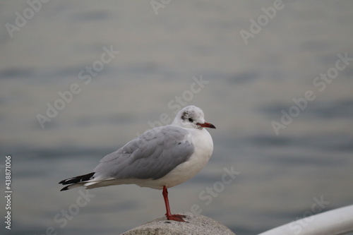 seagull at the pier