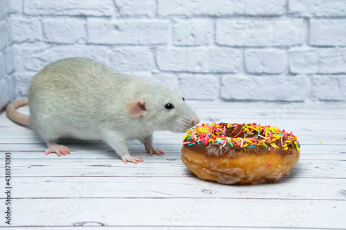 Grey rat eating sweet donut pastry. Not on a diet.birthday.