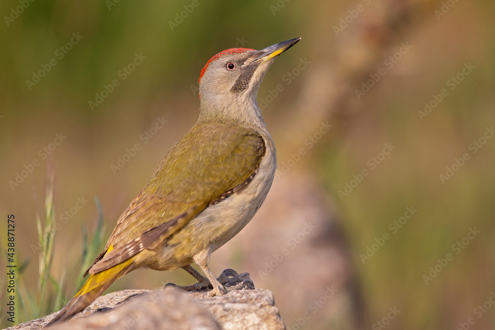 Fototapeta premium The Iberian green woodpecker (Picus sharpei) resting on the ground at a pool on a hot day.