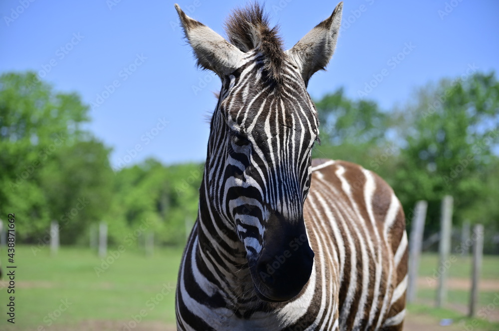 Naklejka premium Zebra. Zebra in profile. African animals.