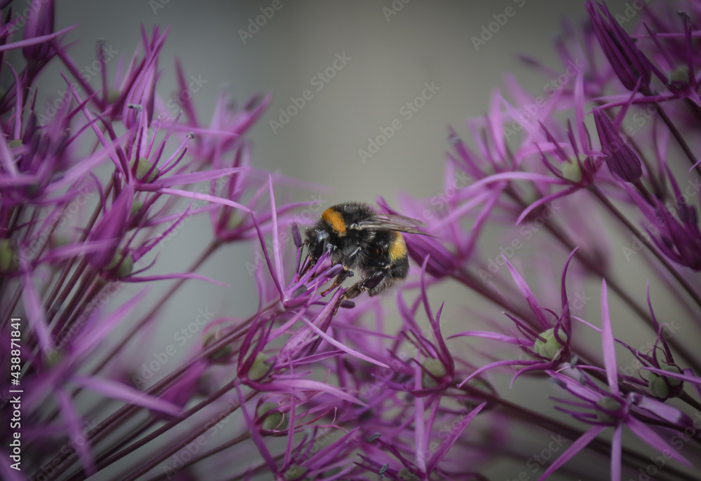 A bumblebee on the thistle flower