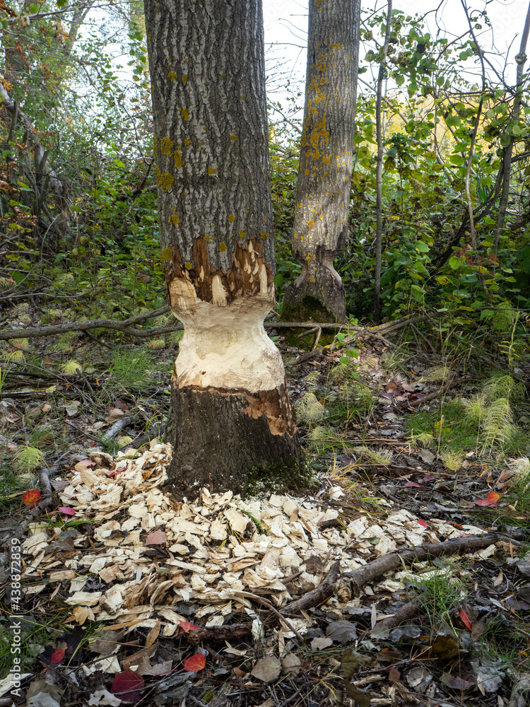 The beavers have gnawed and felled the trees that they use to dam rivers, and thus litter the reservoirs.
The beavers have gnawed and felled the trees that they use to dam rivers, and thus litter the reservoirs.