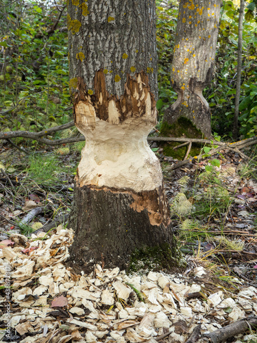 The beavers have gnawed and felled the trees that they use to dam rivers, and thus litter the reservoirs.