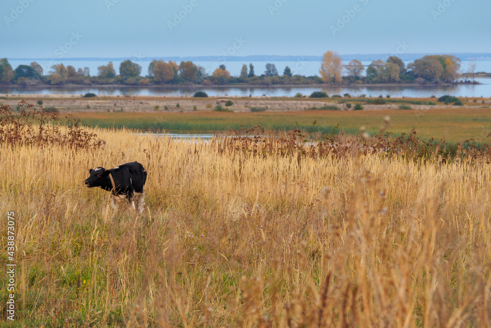 A cow grazes in an autumn meadow on the bank of a wide river. A cow grazes in an autumn meadow on the bank of a wide river.