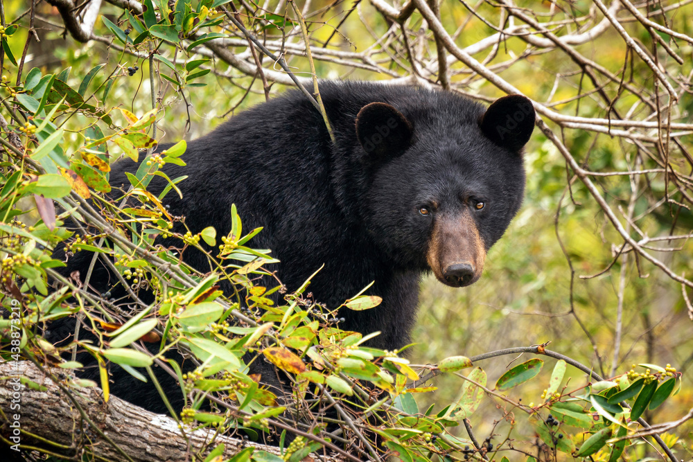 American Black Bear