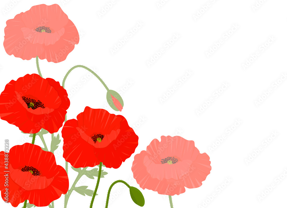 Obraz premium Frame poppies flowers vector illustration. Postcard provence wildflowers