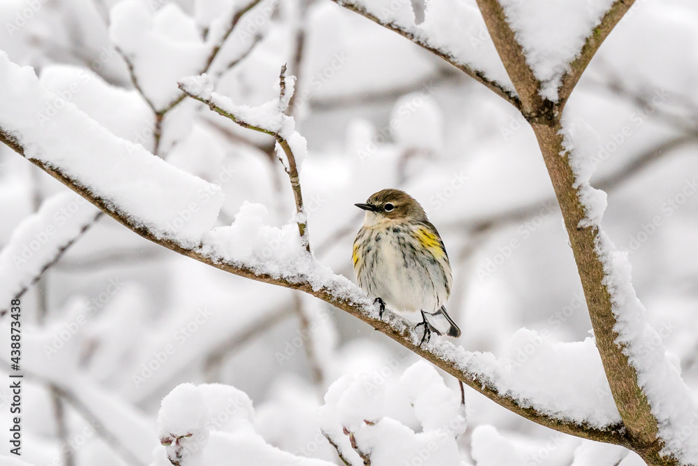 Pine Warbler Pine Warbler