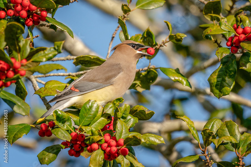 Cedar Waxwing