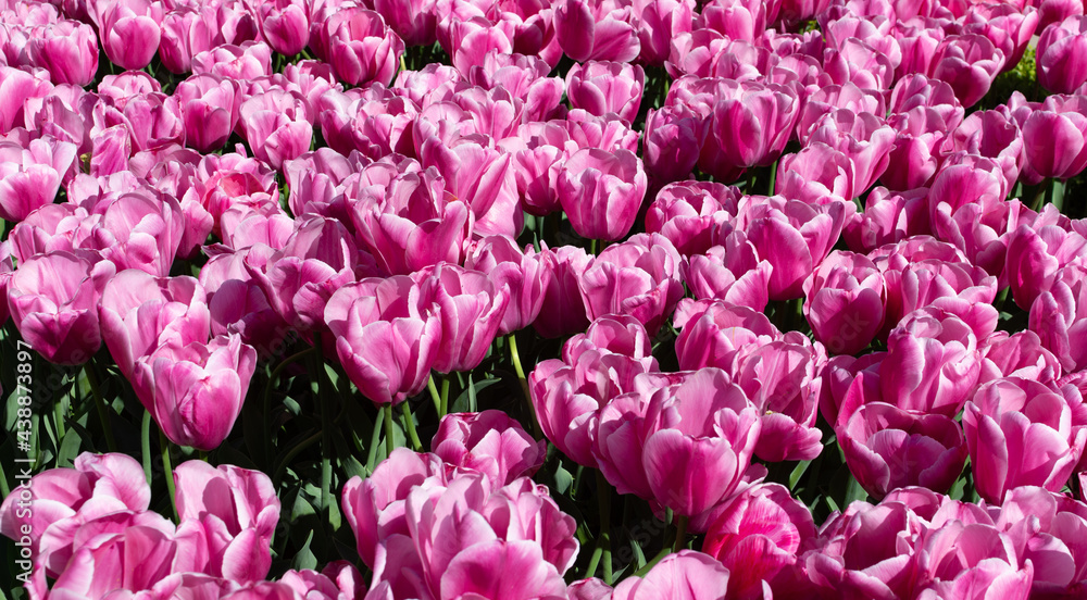 Fototapeta premium Top view of a field of pink tulips with hollow green stems. Concept background