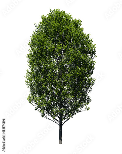Hornbeam tree 3D render isolated on white background