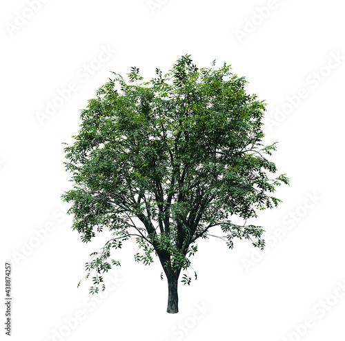 Hackberry tree 3D render isolated on white background