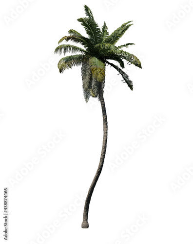Coconut palm 3D render isolated on white background